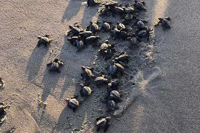 Amazing Turtle Release Tour - Tour Highlights