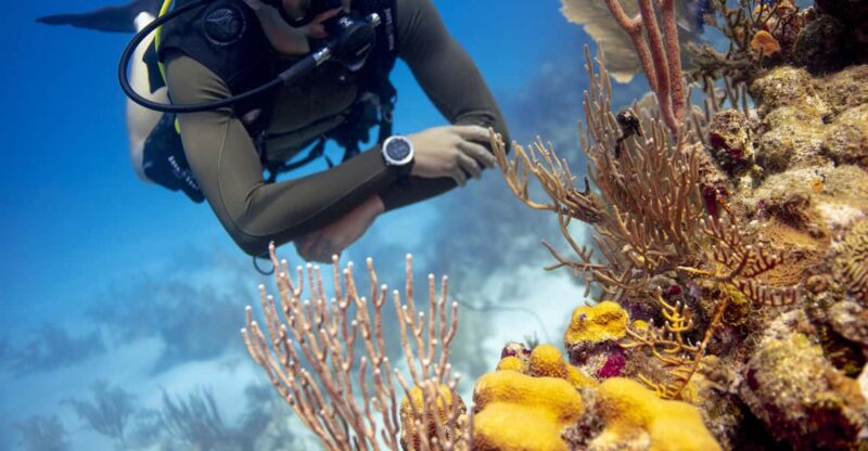 Amazing Two Tank Reef Diving - Key Points