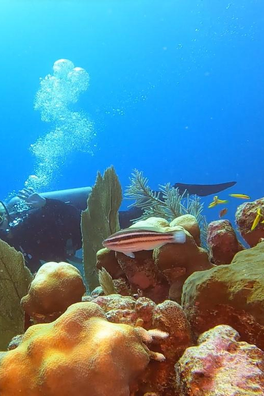Amazing Two Tank Reef Diving - Highlights