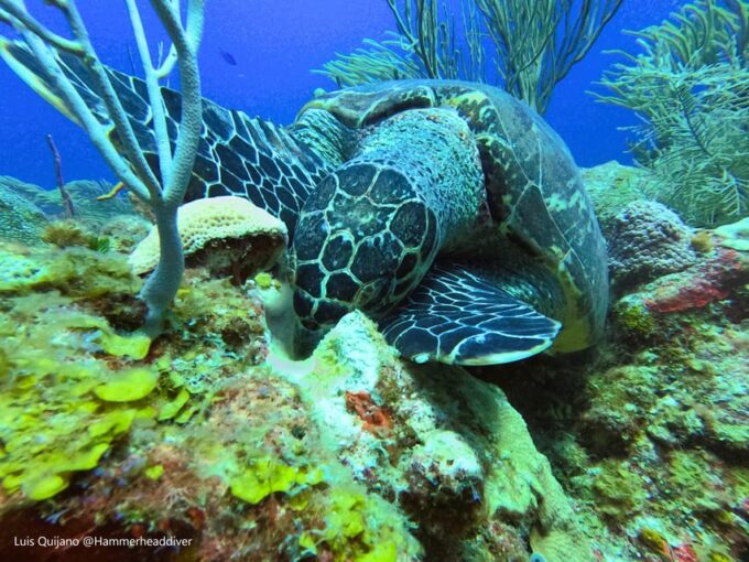 Amazing Two Tank Reef Diving - Cancellation Policy