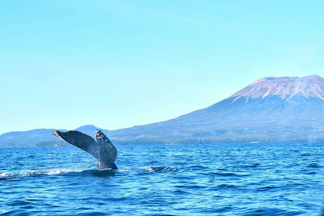 Amazing Whale Watching and Marine Wildlife Shore Excursion - Overview of the Tour