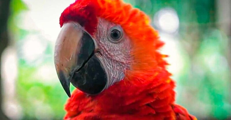 Amazon 2-Day, 1-Night Iquitos - Jungle Ancestors - Inclusion Details