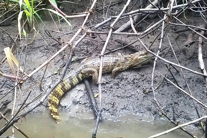 Amazon Adventure Wildlife Observation in a Night Tour - Key Points