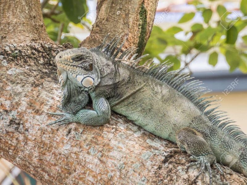 Amazon Expedition Discover the Mysterious Jungle in 5D/4N - Key Points
