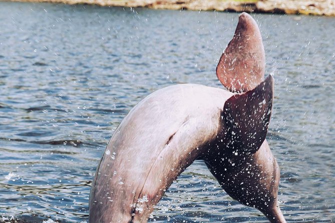 Amazon Experience: Meet a Native Village and Swim With Porpoises - Participant Feedback