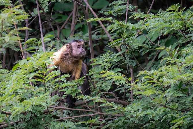 Amazon Explore 4D/3N-At Amazon Tapiri Floating Lodge - Day 3 Highlights