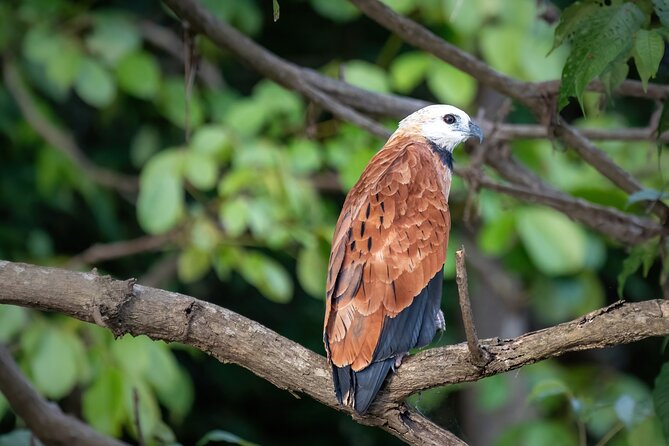 Amazon Explore 4D/3N-At Amazon Tapiri Floating Lodge - Day 4 Highlights