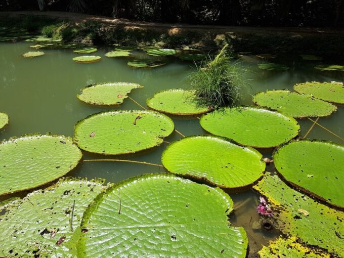 Amazon Jungle: 3- or 4-Day Tour at Ipanema River Guest House - Cultural Immersion With Native Family