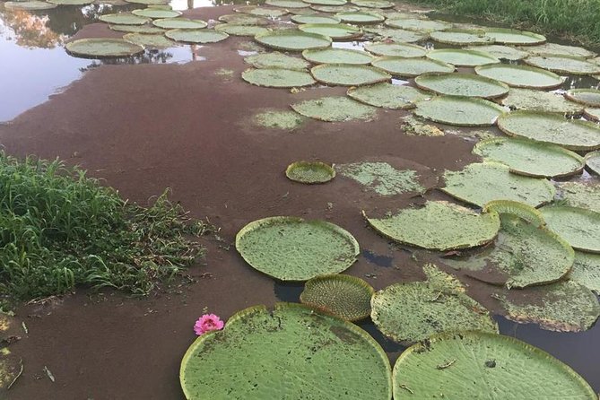 Amazon Private Safari by Tuhiri Eco Tour - Leaving Manaus - Reflecting on an Unforgettable Adventure