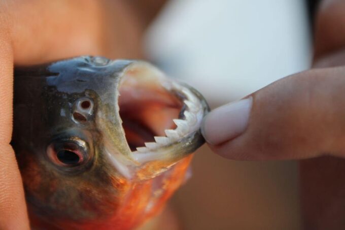 Amazon Rainforest: 2, 3, or 4-Day Complete Tour. - Inclusions and Amenities
