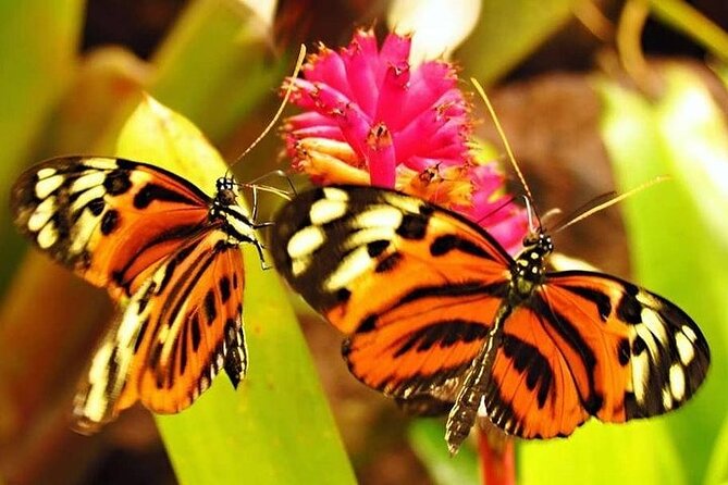 Amazon River Adventure Full Day Tour - Participation Information