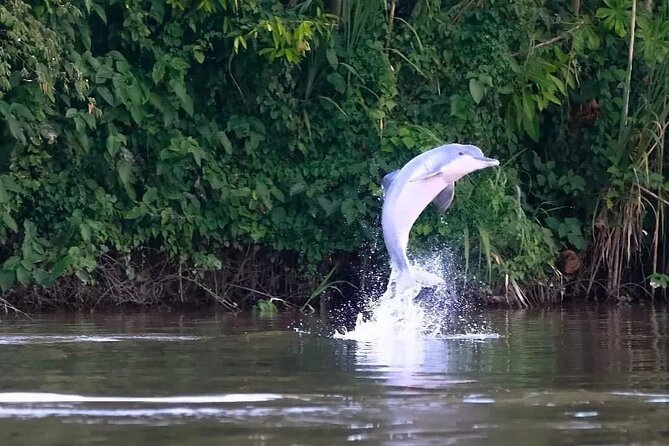 Amazon Wildlife Excursions 2/ Days /1 Night 280 Usd - Traveler Reviews