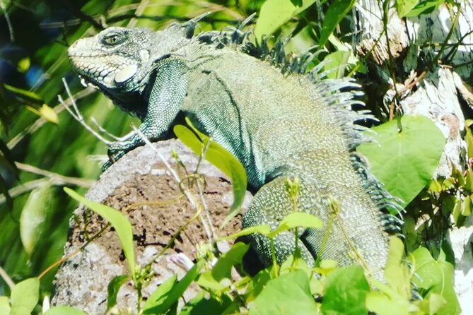 Amazon Wildlife Explorations 3 Days 2 Night - Itinerary Details