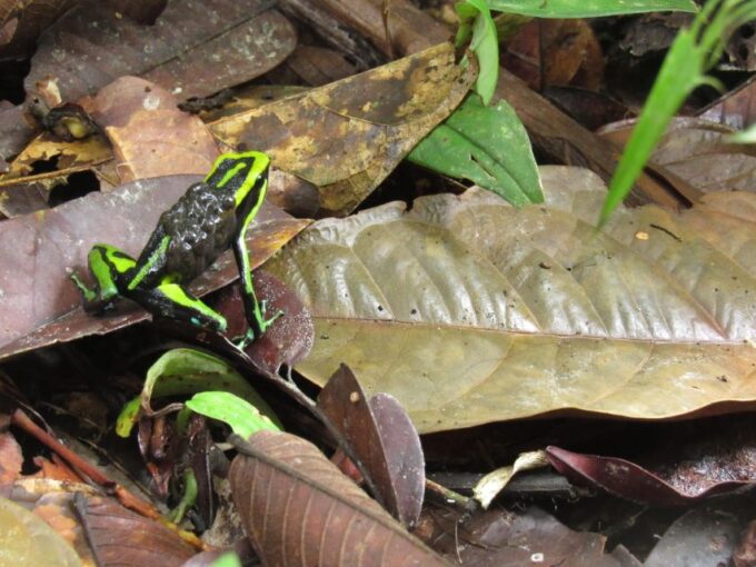 Amazonas Extreme - Exploration and Learning