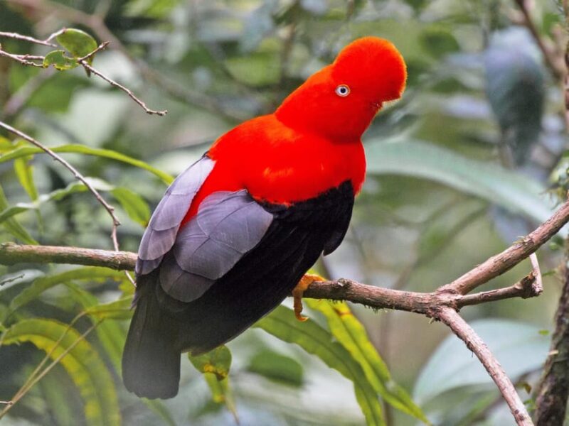 Amazonian Adventure 3 Days: Exploring the Jungle From Cusco - Machuhuasi Oxbow Lake Adventure