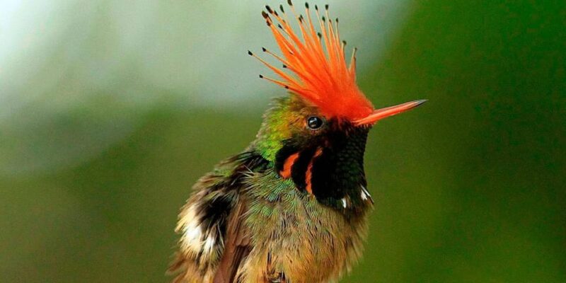 Amazonian Adventure 3 Days: Exploring the Jungle From Cusco - Wildlife Sightings and Boat Tours