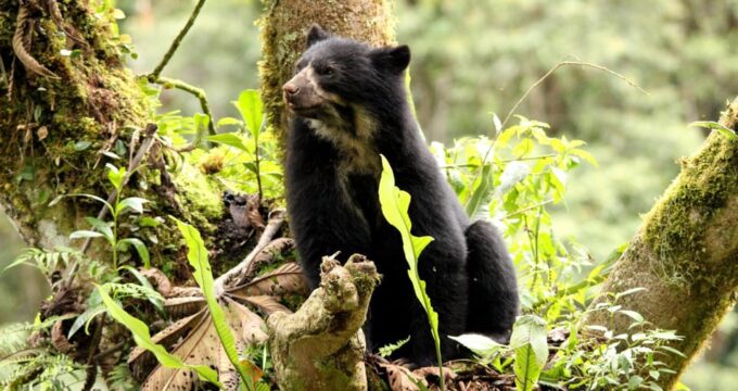 Amazonian Adventure 3 Days: Exploring the Jungle From Cusco - Return Journey to Cusco