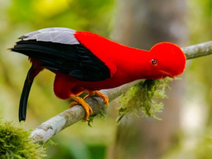 Amazonian Adventure 3 Days: Exploring the Jungle From Cusco - Experience Overview and Inclusions
