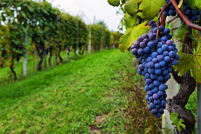 Amber Wines Private Day Trip With Tastings and Lunch From Tbilisi - Discover Organic Wineries