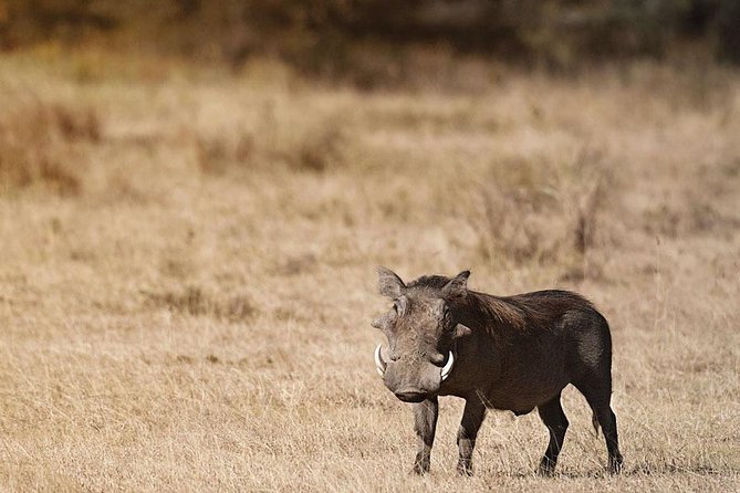 Amboseli Day Trip From Nairobi - Meeting and Pickup Details
