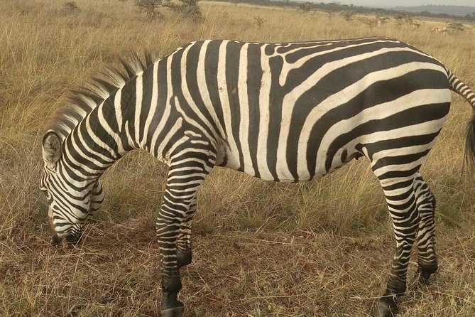 Amboseli Day Trip From Nairobi - Additional Activities Available