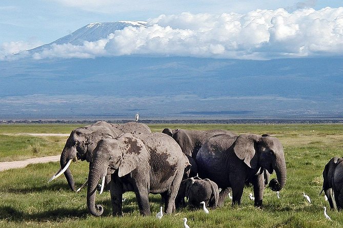 Amboseli Day Trip From Nairobi - Booking Information and Tips