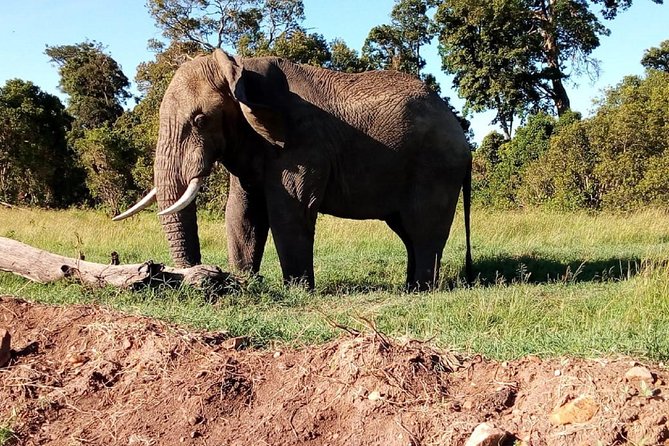 Amboseli National Park Day Tour From Nairobi - Transportation Details