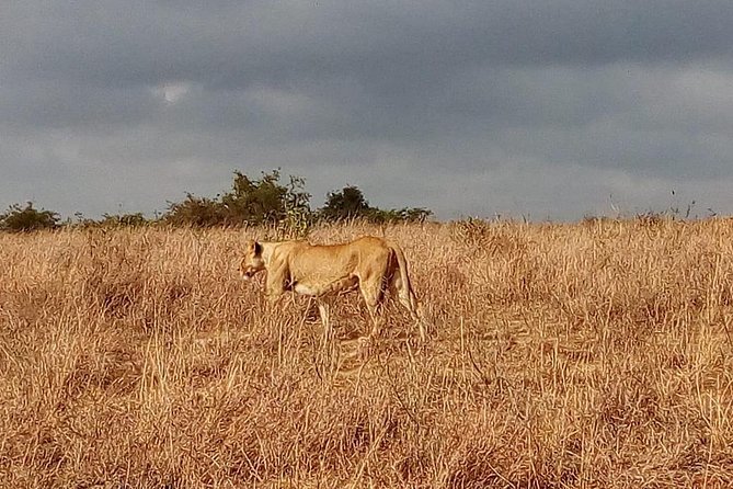 Amboseli National Park Day Tour From Nairobi - Scenic Backdrop