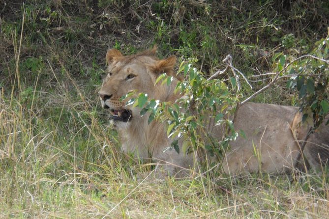 Amboseli National Park Day Tour From Nairobi - Vegetation and Viewing