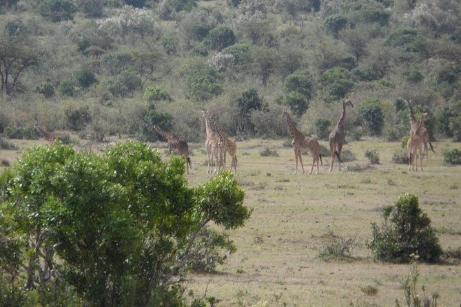 Amboseli National Park Day Tour From Nairobi - Additional Information
