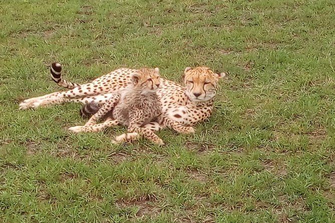 Amboseli National Park Day Trip:Mt Kilimanjaro Views - Key Points