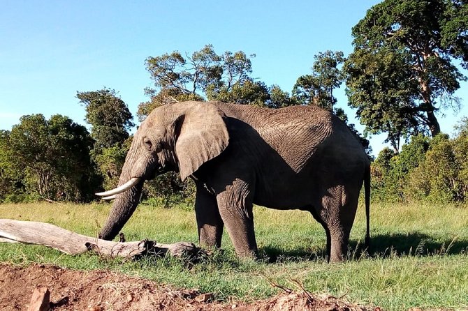 Amboseli National Park Day Trip:Mt Kilimanjaro Views - Majestic Mount Kilimanjaro Viewpoints
