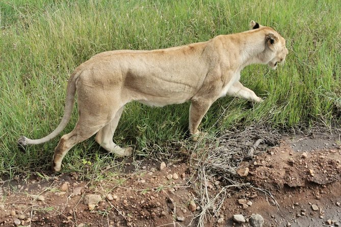 Amboseli National Park Day Trip:Mt Kilimanjaro Views - Transportation and Accessibility Options