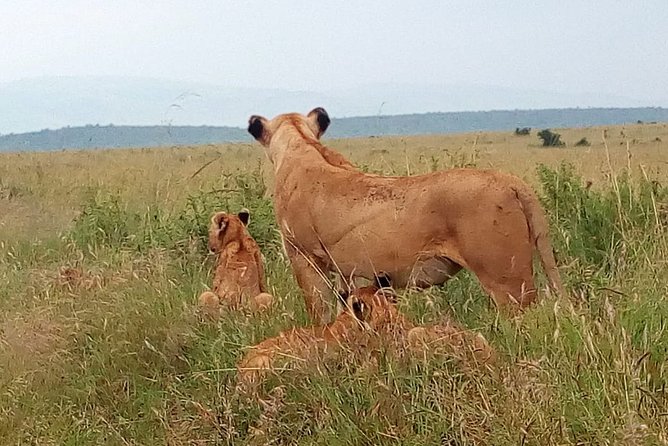 Amboseli National Park Day Trip:Mt Kilimanjaro Views - Pricing and Booking Information