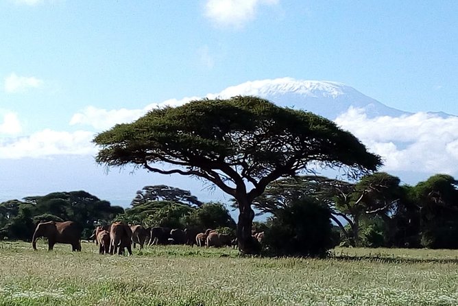 Amboseli National Park Day Trip:Mt Kilimanjaro Views - Tailoring Your Amboseli Experience