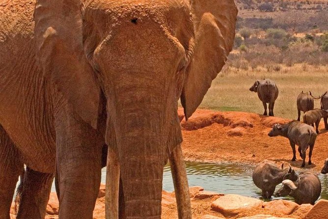 Amboseli National Park Guided Full Day Tour - Highlights of Amboseli National Park