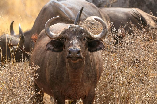 Amboseli Park & Kilimanjaro Views Day Tour - Pickup Information