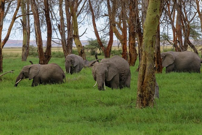 Amboseli Park & Kilimanjaro Views Day Tour - Tour Experience