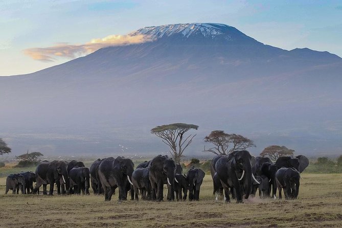 Amboseli Park & Kilimanjaro Views Day Tour - Highlights