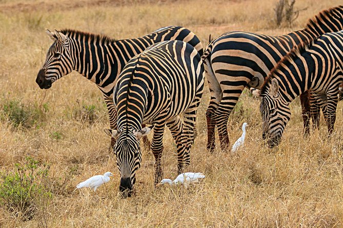 Amboseli Park & Kilimanjaro Views Day Tour - Optional Maasai Village Visit