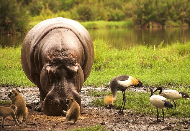 Amboseli/ Tsavo West/ Tsavo East 4 Days Safari - Key Points
