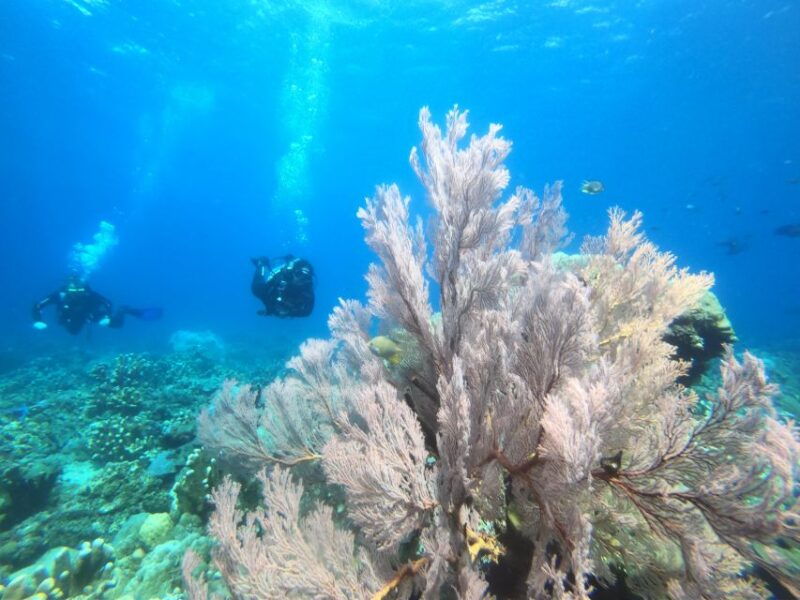 Amed: Guided Scuba Dive for Beginners/Non Certified Divers - Participant Requirements and Restrictions