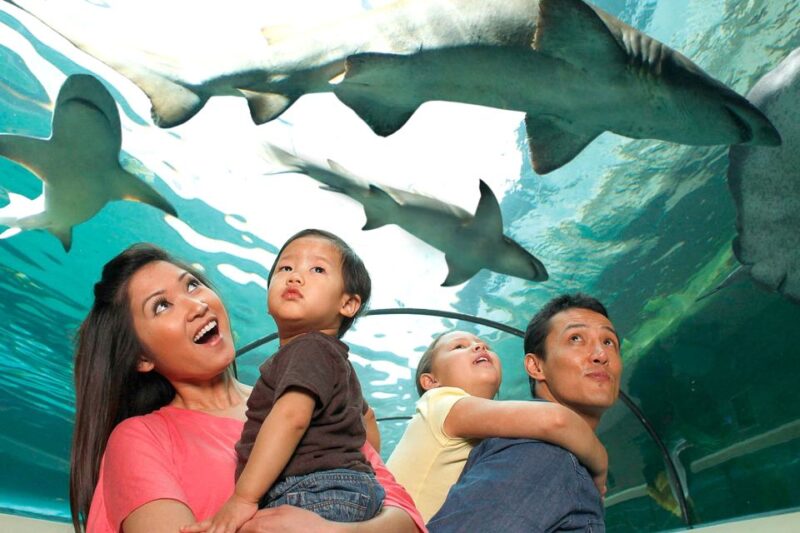 American Dream: SEA LIFE® Aquarium Entry Ticket - Aquarium Experience Highlights