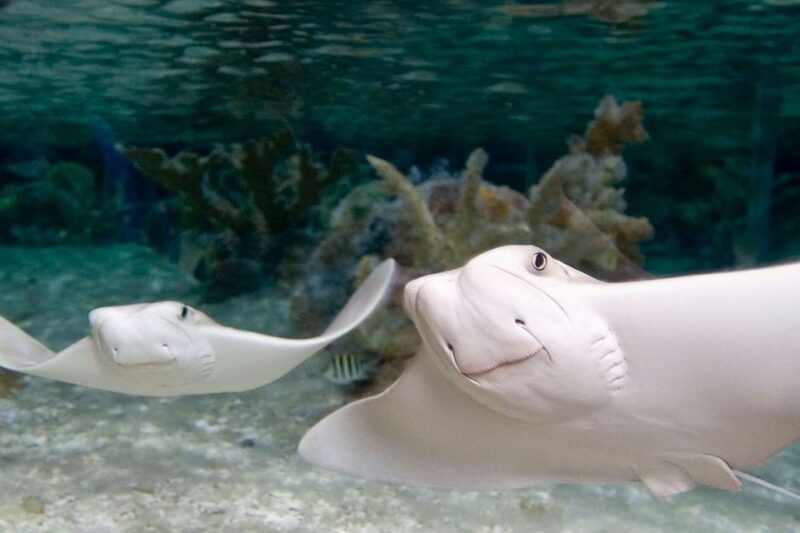 American Dream: SEA LIFE® Aquarium Entry Ticket - Accessibility and Amenities