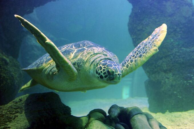 American Dream: SEA LIFE® Aquarium Entry Ticket - Explore New York Moments