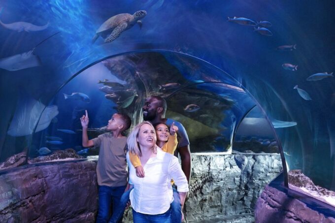 American Dream: SEA LIFE® Aquarium Entry Ticket - Interactive Touch Pool Adventure