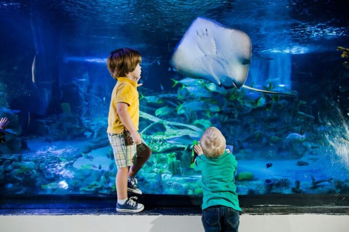 American Dream: SEA LIFE® Aquarium Entry Ticket - Panoramic City Under the Sea