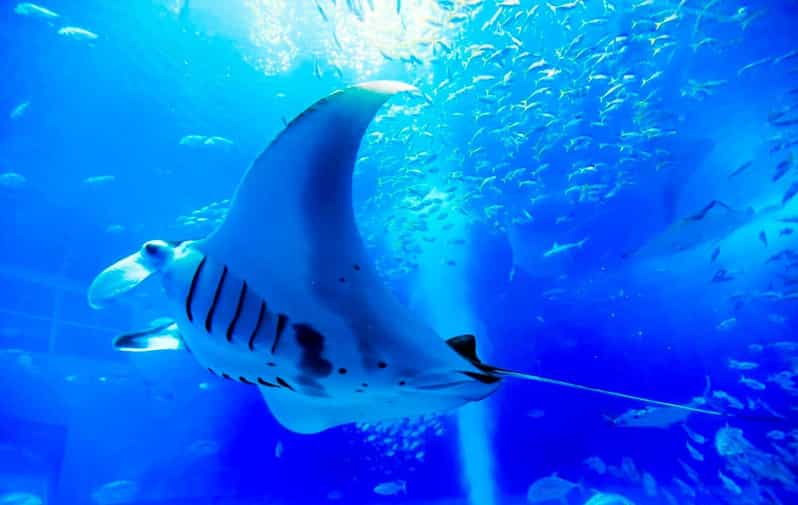American Okinawa Churaumi Aquarium Tour From Naha/Chatan - Highlights of the Tour