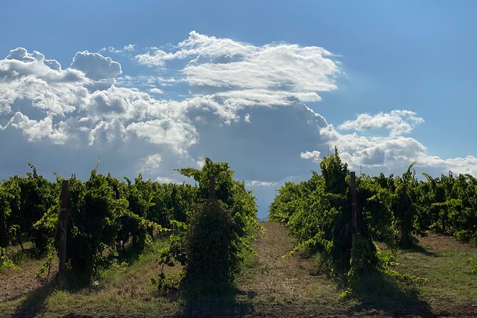 Among Ancient Sunny Vineyards, Visit and Taste the Wines From the San Lorenzo Cellar - Reviews and Feedback From Travelers
