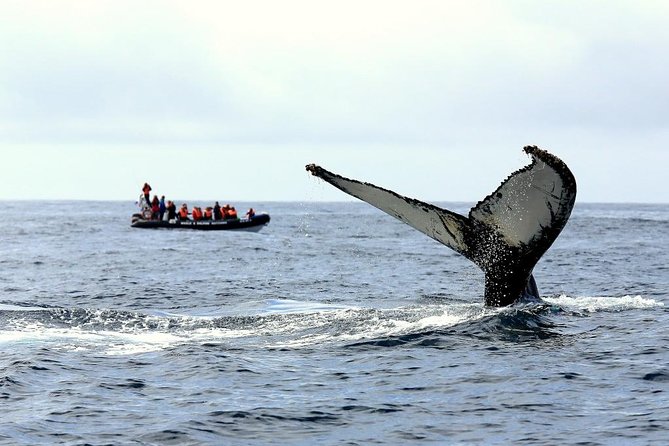 Among Whales Dolphins and Volcanoes Full Day Tour With Lunch - Good To Know